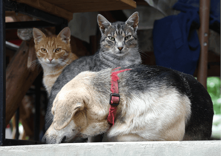 Chats et chien dans un espace urbain à Istanbul, illustration de la réglementation turque sur l’abandon des animaux de compagnie