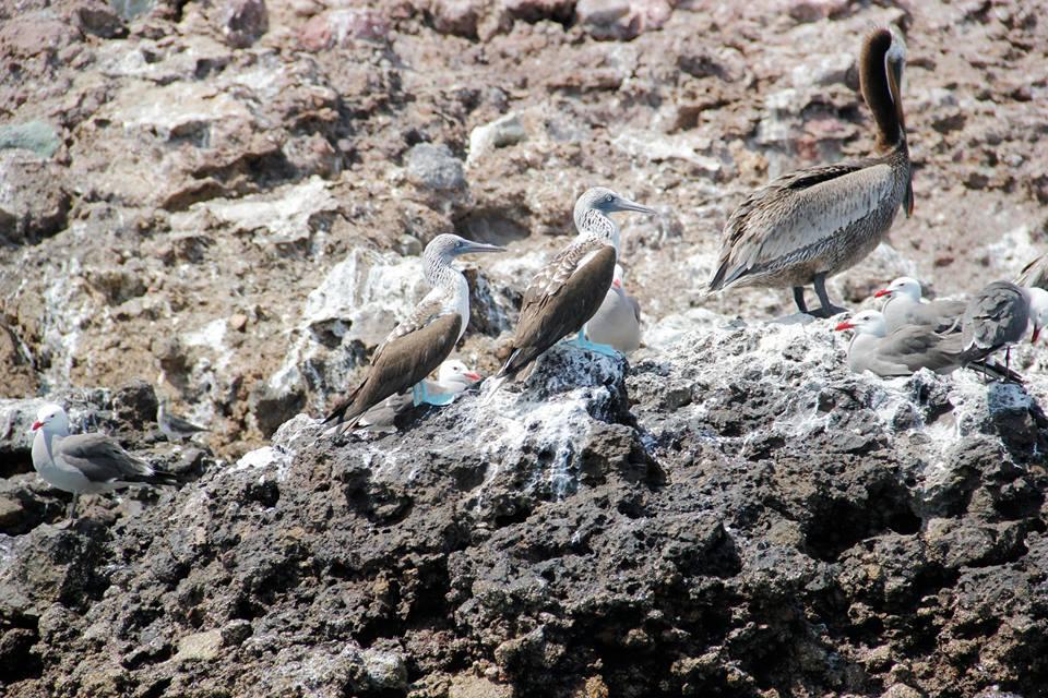  Fous _à_pieds_bleus