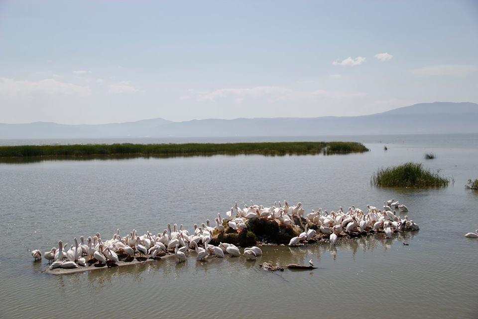 Lac_de_Chapala