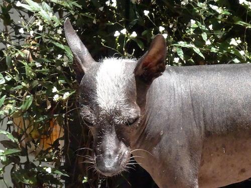 La crête du mâle (photo : Timothée Delabrouille)