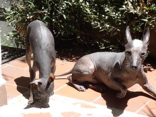 Un couple de Xolo (photo : Timothée Delabrouille)