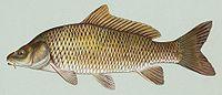 200px-common_carp
