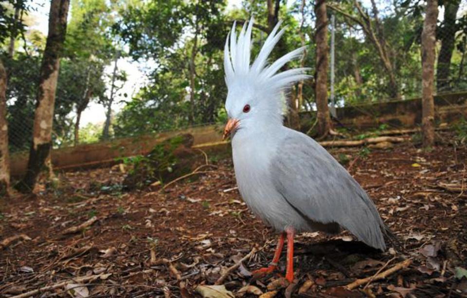 Un cagou, oiseau de Nouvelle-Calédonie