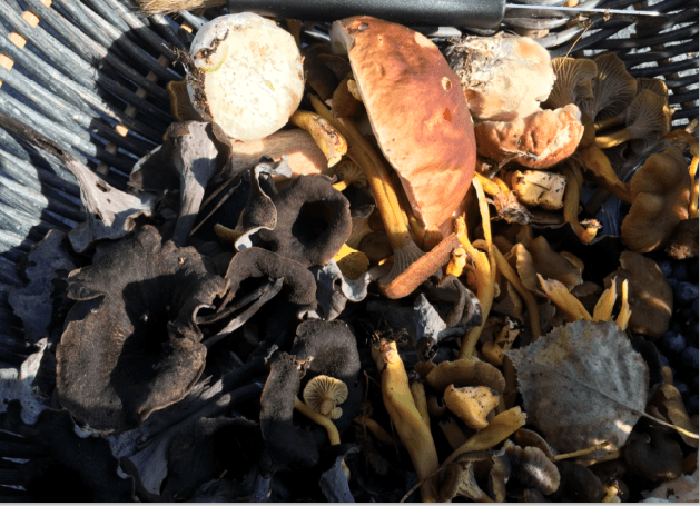 champignons cueillette Suède