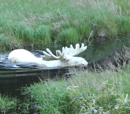 elan blanc Hans Nilsson