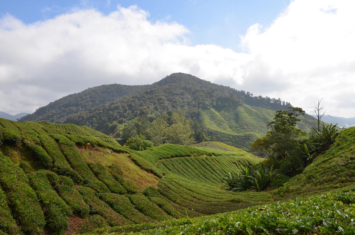 Malaysie - Cameron highlands