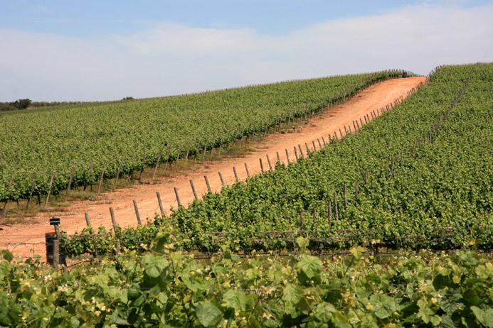 Vignes en Alentejo