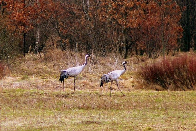 Le Parc de Kampinos