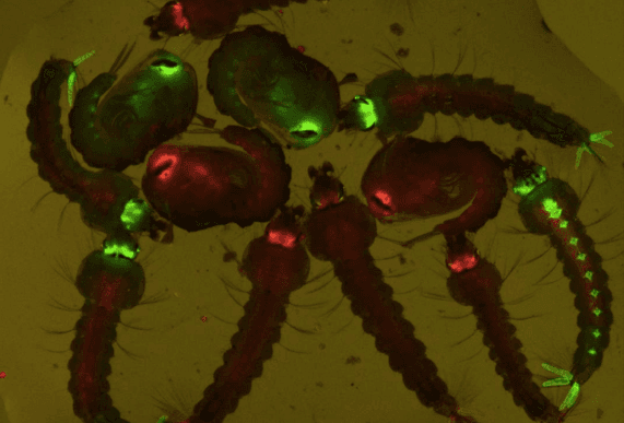 Moustique OGM découverte scientifique progrès