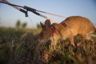 rats-démineurs-apopo