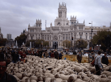 transhumance madrid