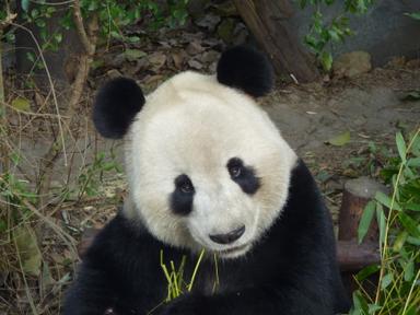 un panda 