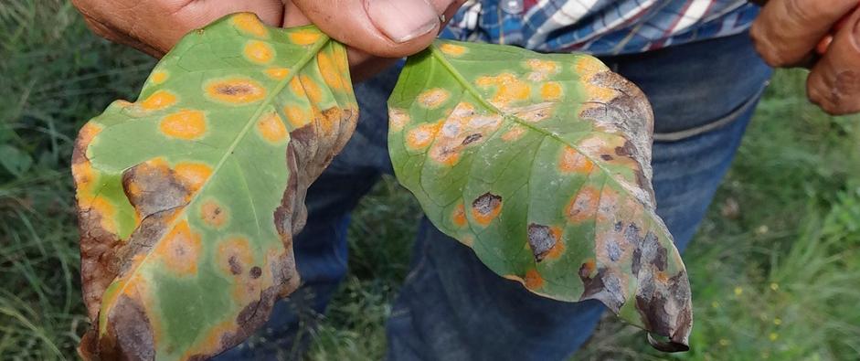 Feuilles de caféier atteint de rouille