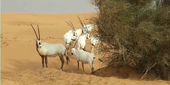 oryx d'Arabie