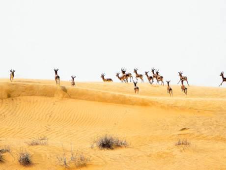 Marmoom Desert Conservation Reserve