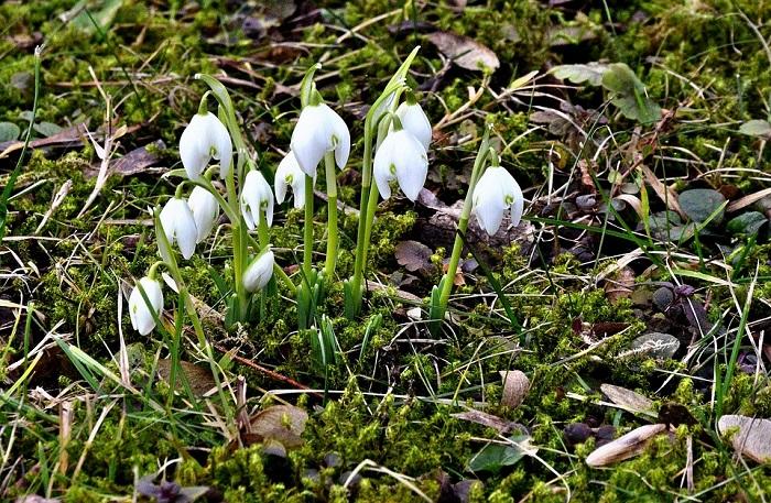 fleurs de fevrier