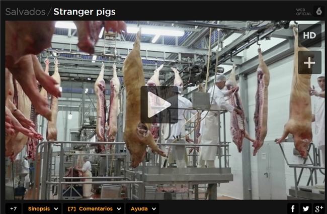 stranger pigs