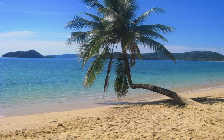 Palmier-Koh-Mak-PQUEF-740