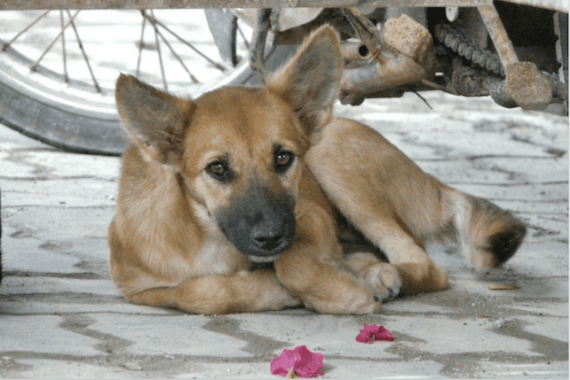 chien errant spa animalier istanbul turquie