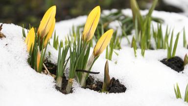 Våren Printemps suédois