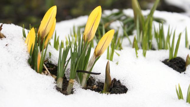 Våren Printemps suédois