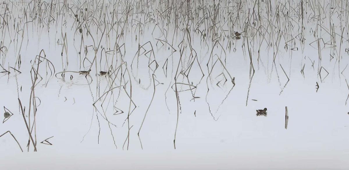 chine-broderie-art-liang-xuefang