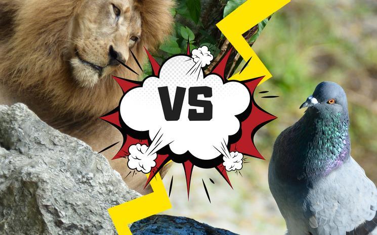 Cout de la vie Afrique du Sud, Johannesburg, expatriation