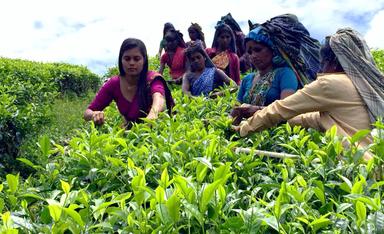 Nil Tea Sri Lanka Singapour