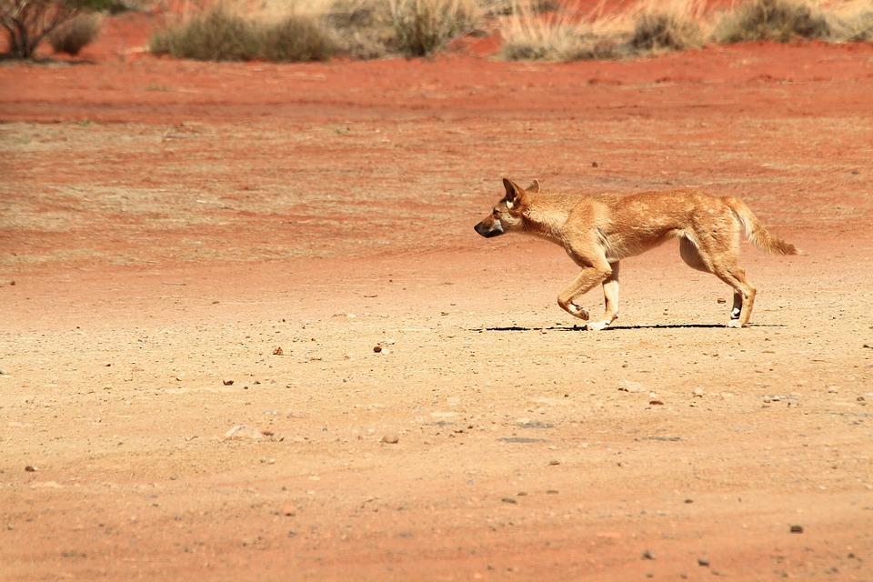 Dingo Australie