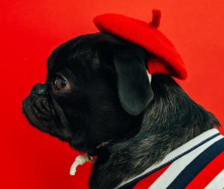 La Sunshine Coast accueille le French Festival