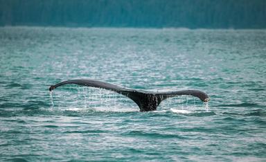 baleines nouvelle zelande mort