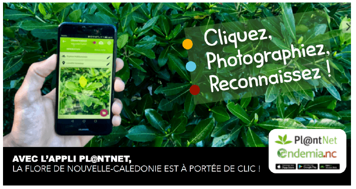 Une grande partie de la flore de Nouvelle-Calédonie est désormais à portée de clic avec Pl@ntnet, l’application pour Smartphone d’identification des plantes. 