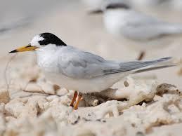 L’interdiction de débarquer sur l’îlot Mbé, instaurée par la province Sud depuis avril, sourit à une trentaine de sternes néréis exsul !