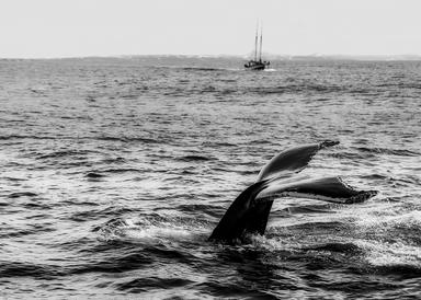 L'Australie s’oppose à tout assouplissement du moratoire sur la chasse à la baleine