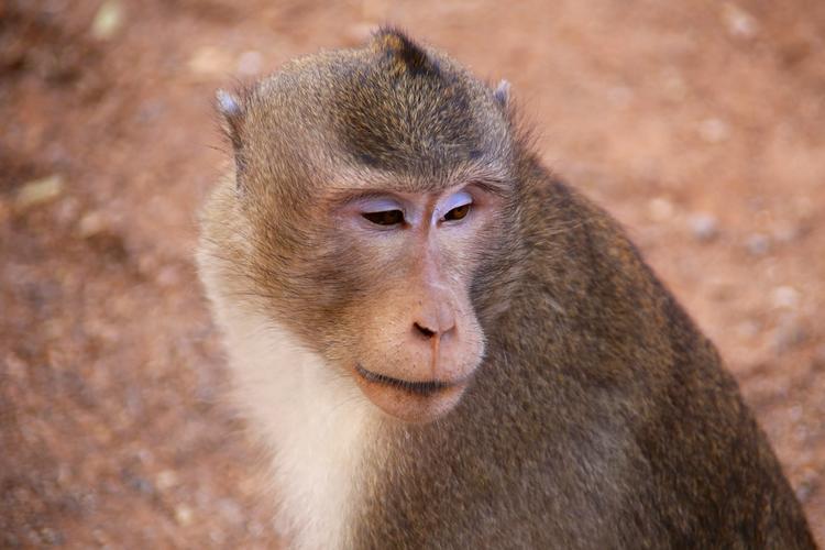 macaque_cambodge