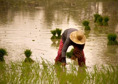 paysan_cambodge