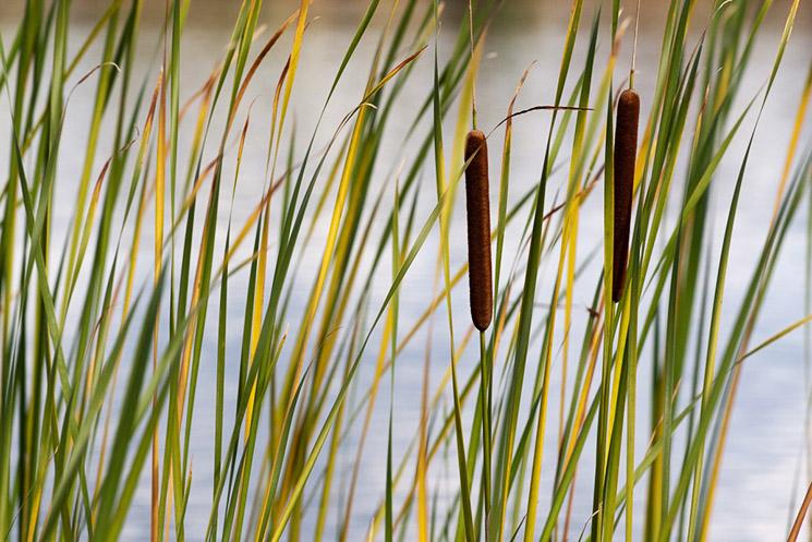 Typha