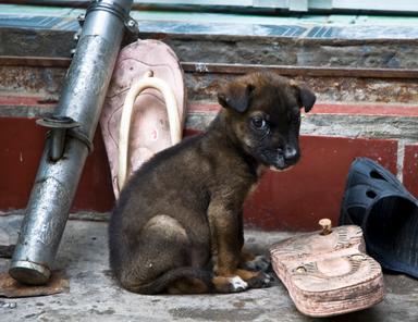 hanoi viande chien chat 