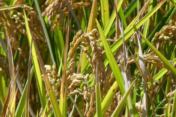 L’arroz de Valencia : c’est de la bombe bébé !