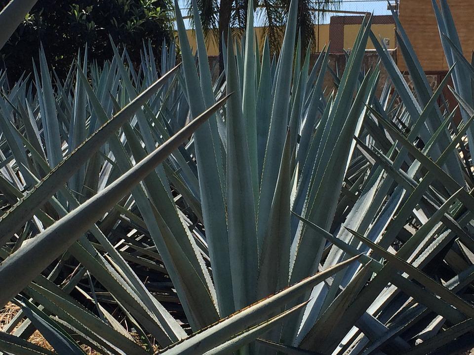 agave bleu