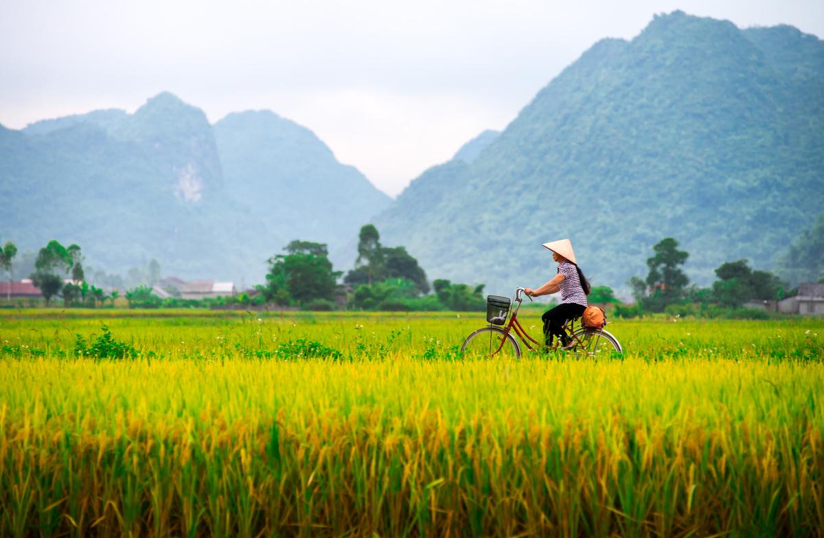 Un champ au Vietnam 