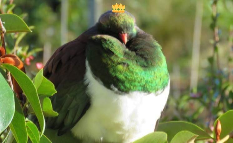 kereru gagant bird of the year