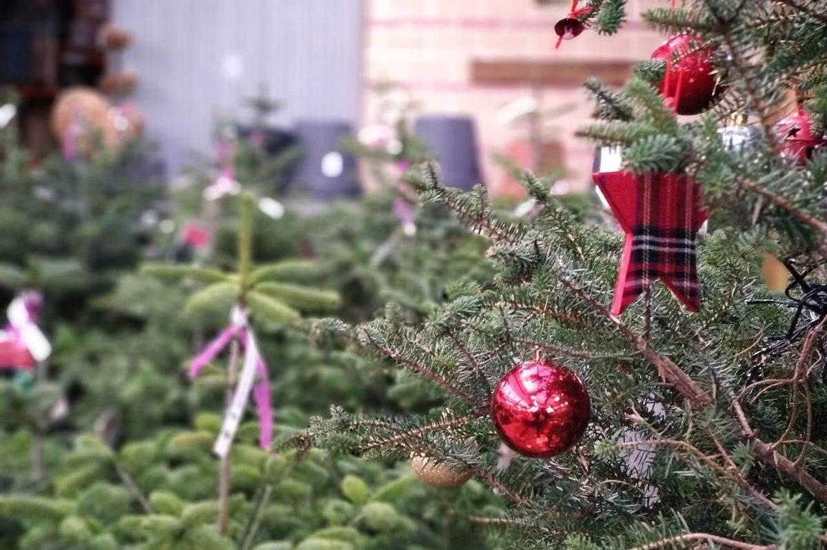 trouver un sapin naturel à valencia