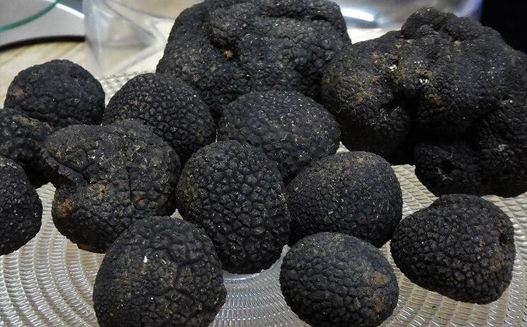 Truffes noires de Valencia