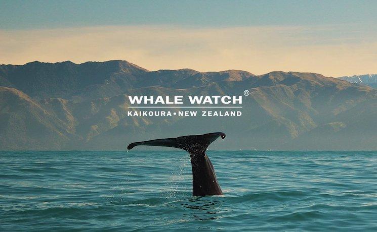 Whale Watch Kaikoura