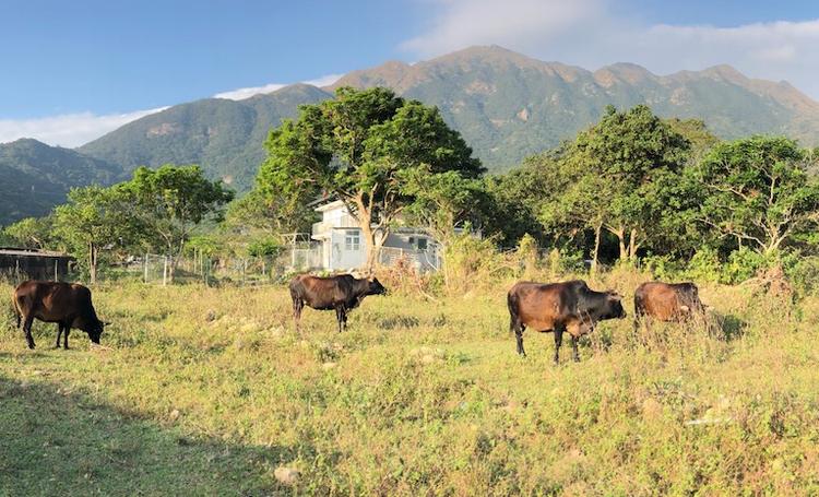 Campagnes Hong Kong paysages verdure