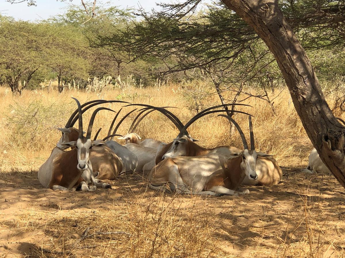 réserve de guembeul oryx sénégal réintroduction espèces disparus