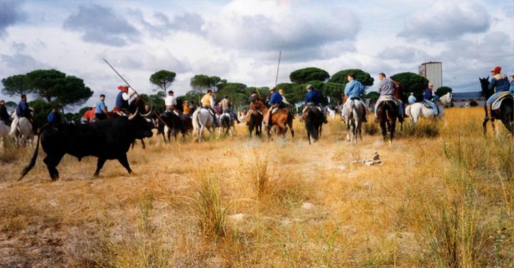 Toro de la Vega