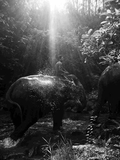 éléphant, ratanakiri, fondation, airavata, cambodge