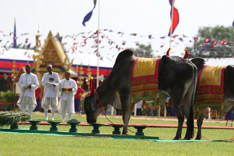 boeufs sacres cambodge
